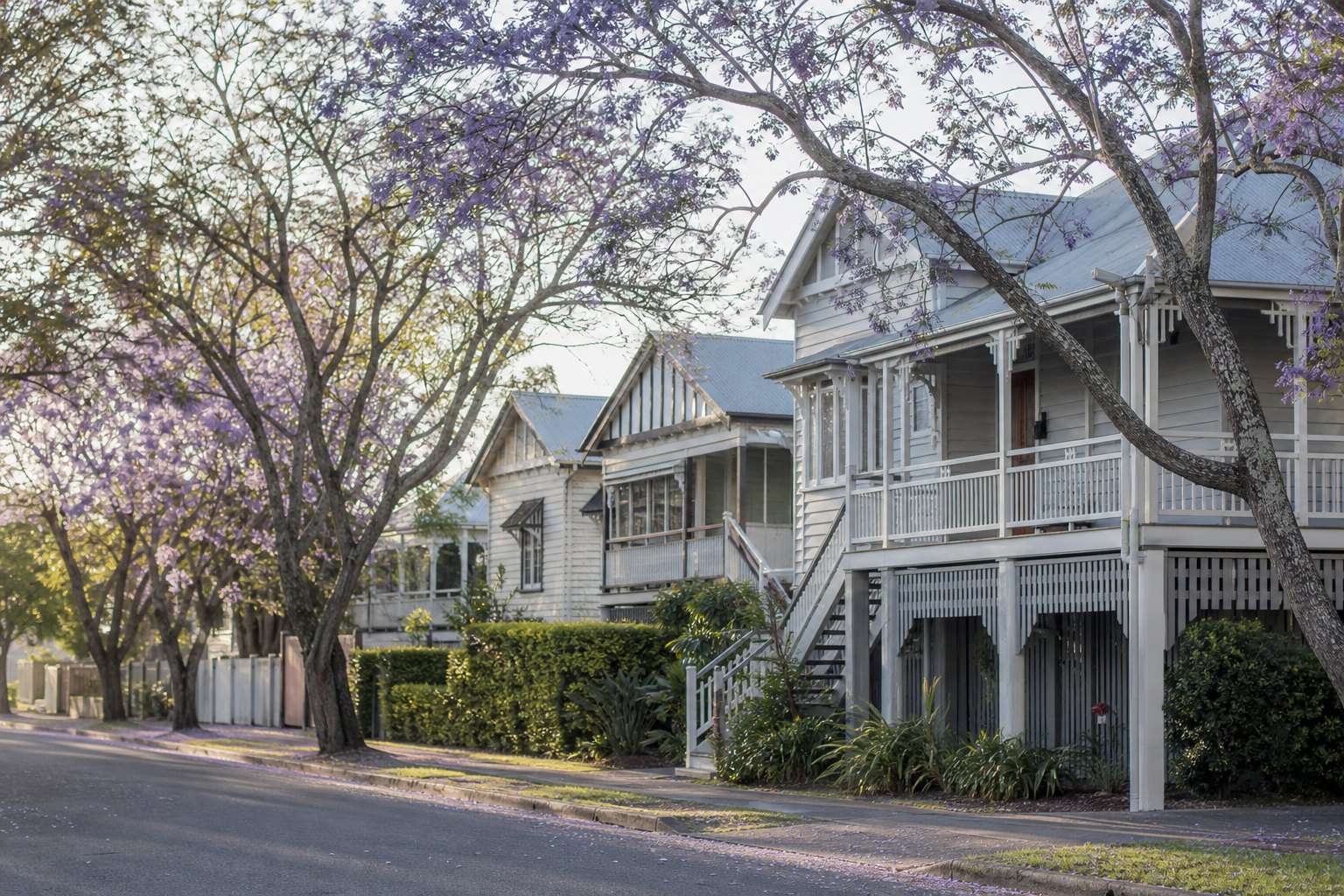 A leafy Brisbane street of timber houses in soft morning light